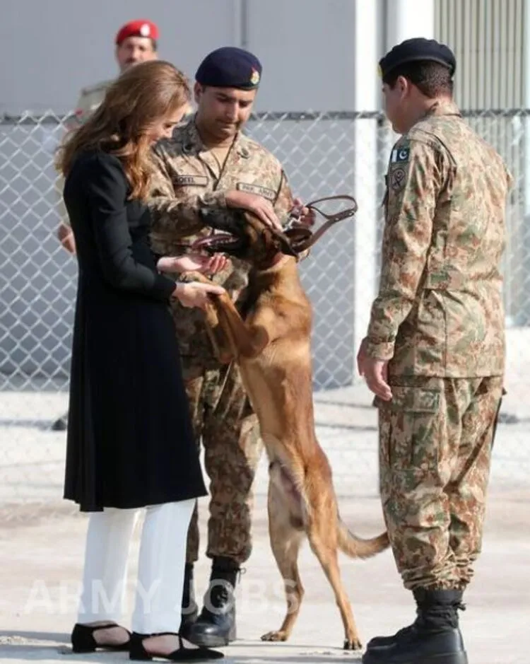 ARMY DOG